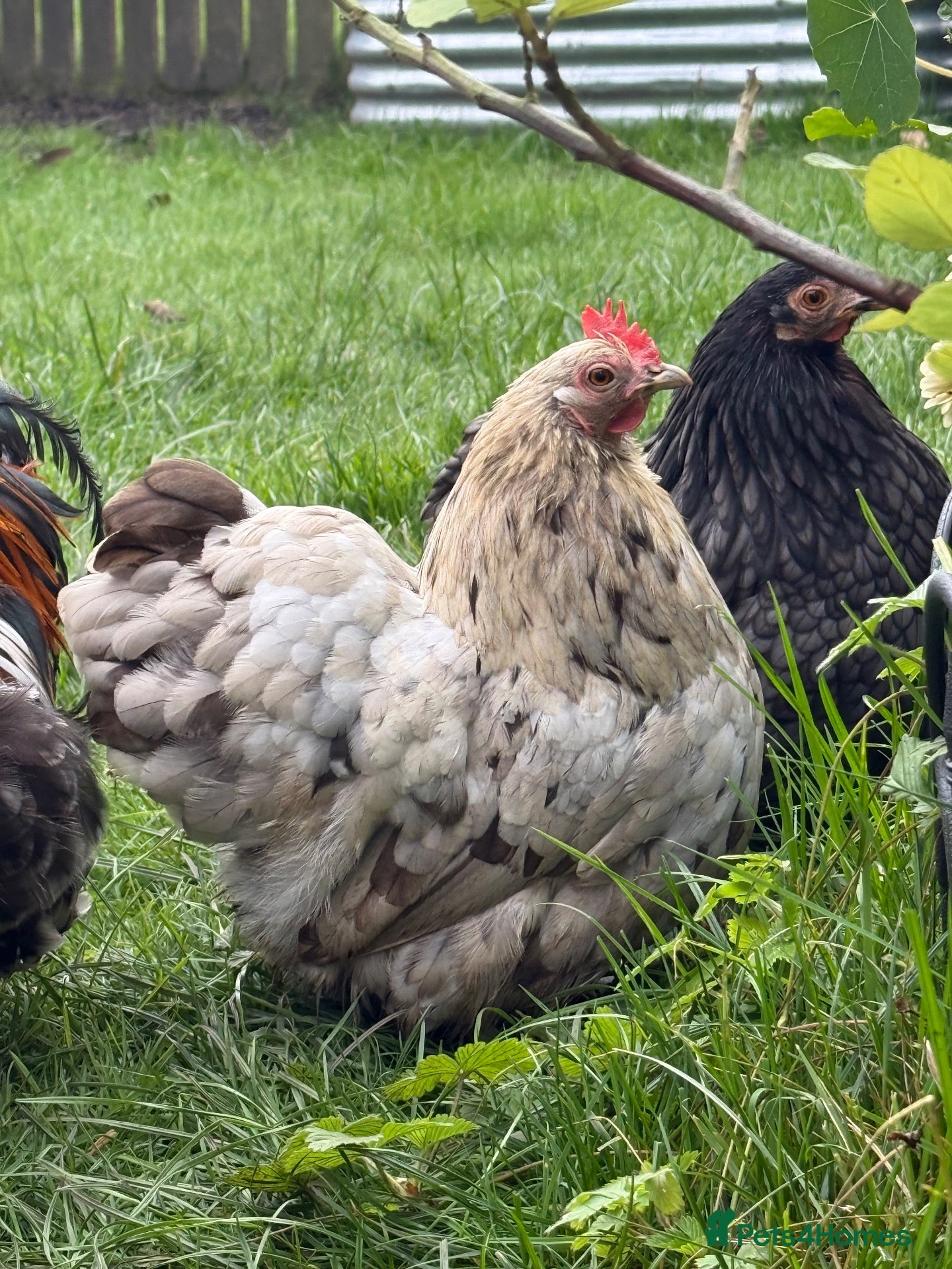 Chickens poultry White silkie & grey Pekin bantam - Advert 6