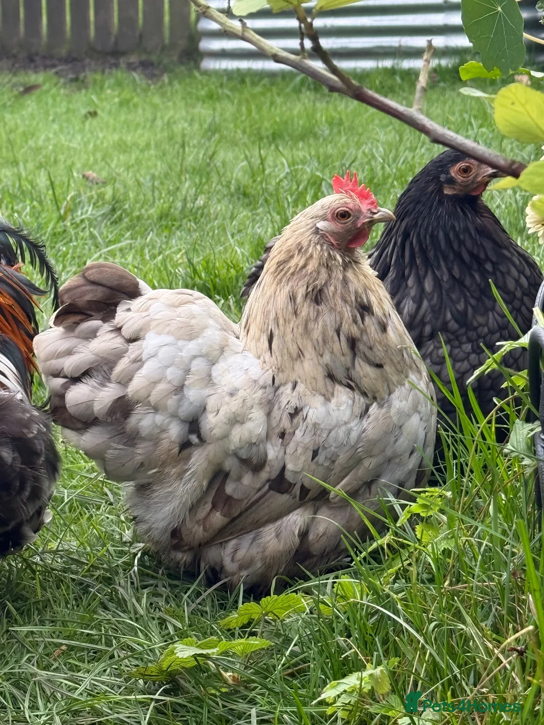 Chickens poultry for sale: White silkie & grey Pekin bantam - Advert 1