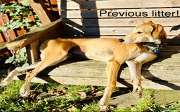 Mixed Breed dogs for sale: Stunning saluki greyhound puppies.  - Advert 34