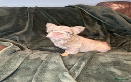 French Bulldog dogs for sale: 7 fluffy French Bulldogs puppies - Image 1