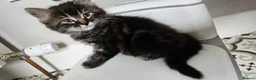 Mixed Breed cats for sale: Maine coon cross tabby - stunning fluffy kittens.. in Bridge of Weir - Advert 22