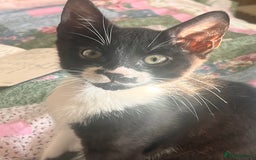 British Shorthair cats for sale: Adorable Male Black and White Kitten - Image 2