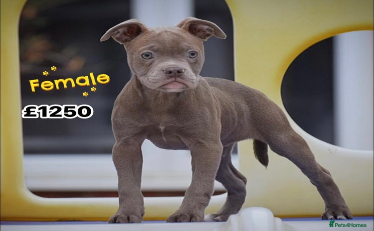 Olde English Bulldogge dogs - Advert 6