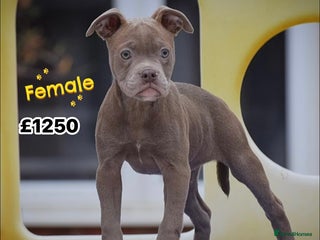 Olde English Bulldogge dogs - Advert 4