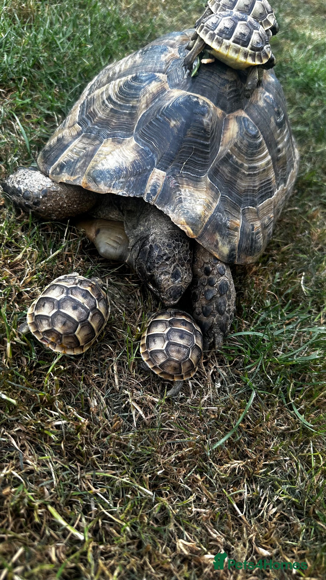 Tortoise reptiles for sale: Fertile female 20 years old Spur thigh  - Image 4