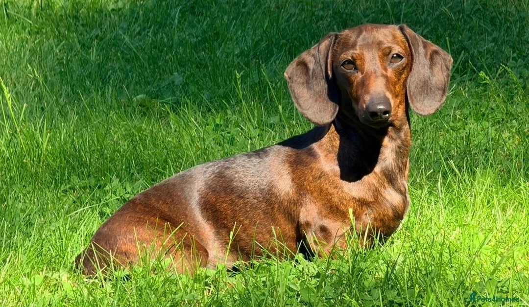 Miniature Dachshund dogs for sale: KC PRA Clear Champion lines Miniature Dachshunds - Advert 2
