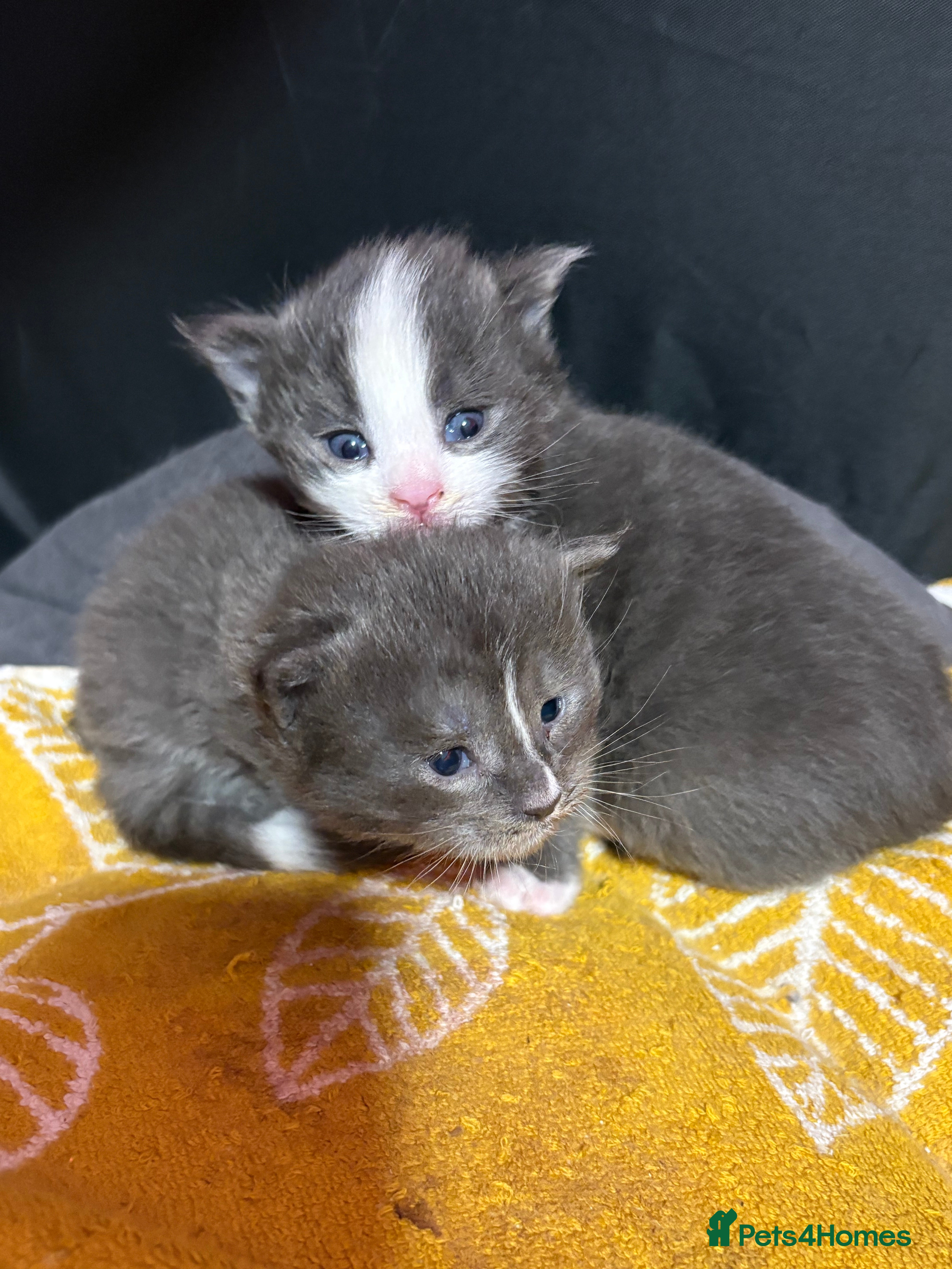 Maine Coon cats Beautiful Maine Coon Kittens Smoke & White  - Advert 16