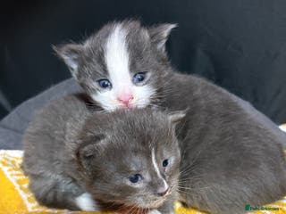 Maine Coon cats Beautiful Maine Coon Kittens Smoke & White - Advert 16