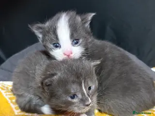 Maine Coon cats Beautiful Maine Coon Kittens Smoke & White - Advert 1