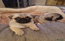 Pug dogs for sale: Puggies for sale - Image 6