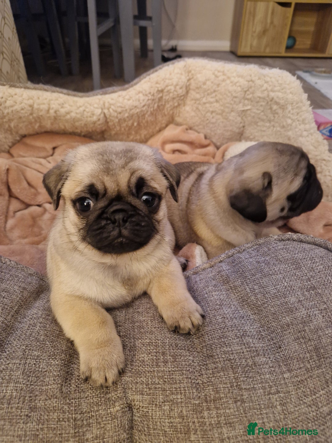 Pug dogs for sale: Puggies for sale - Image 6