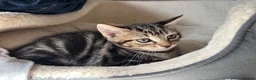 Mixed Breed cats for sale: Male kittens  - Advert 4