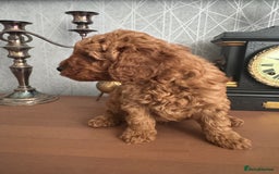 Toy Poodle dogs for sale: Red Toy poodle  - Image 5