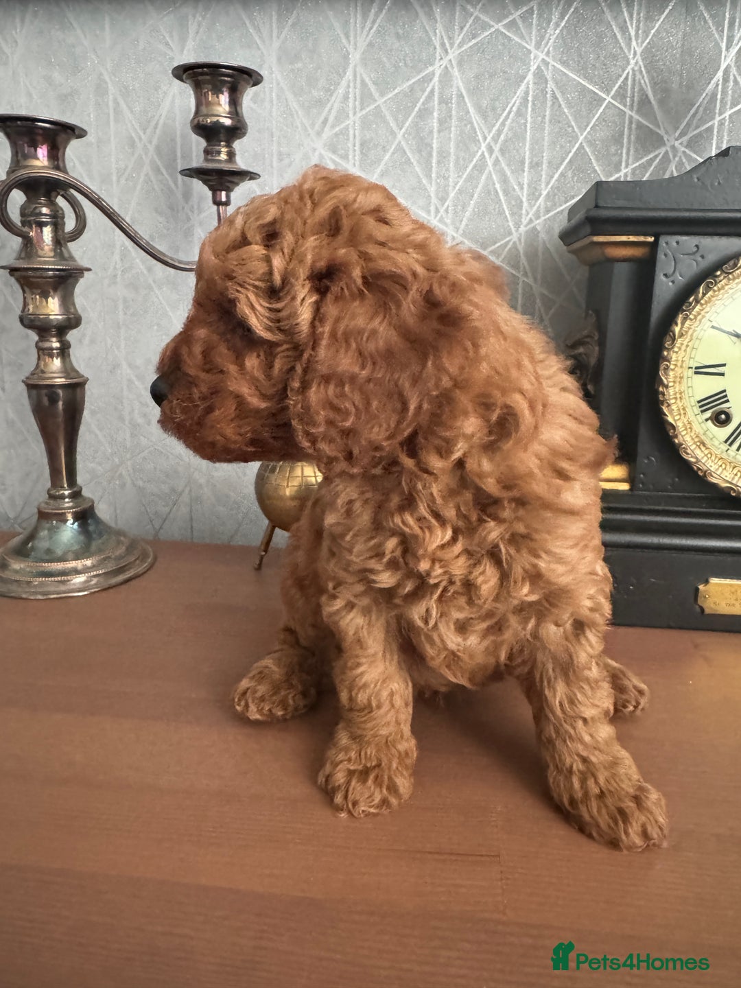 Toy Poodle dogs for sale: Red Toy poodle  - Image 5