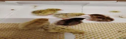 Quail poultry for sale: 🐣Quail Chicks-Reservations Available Once Sexed - Advert 4
