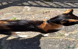 Domestic Shorthair cats for sale: A calico female cat  - Image 4
