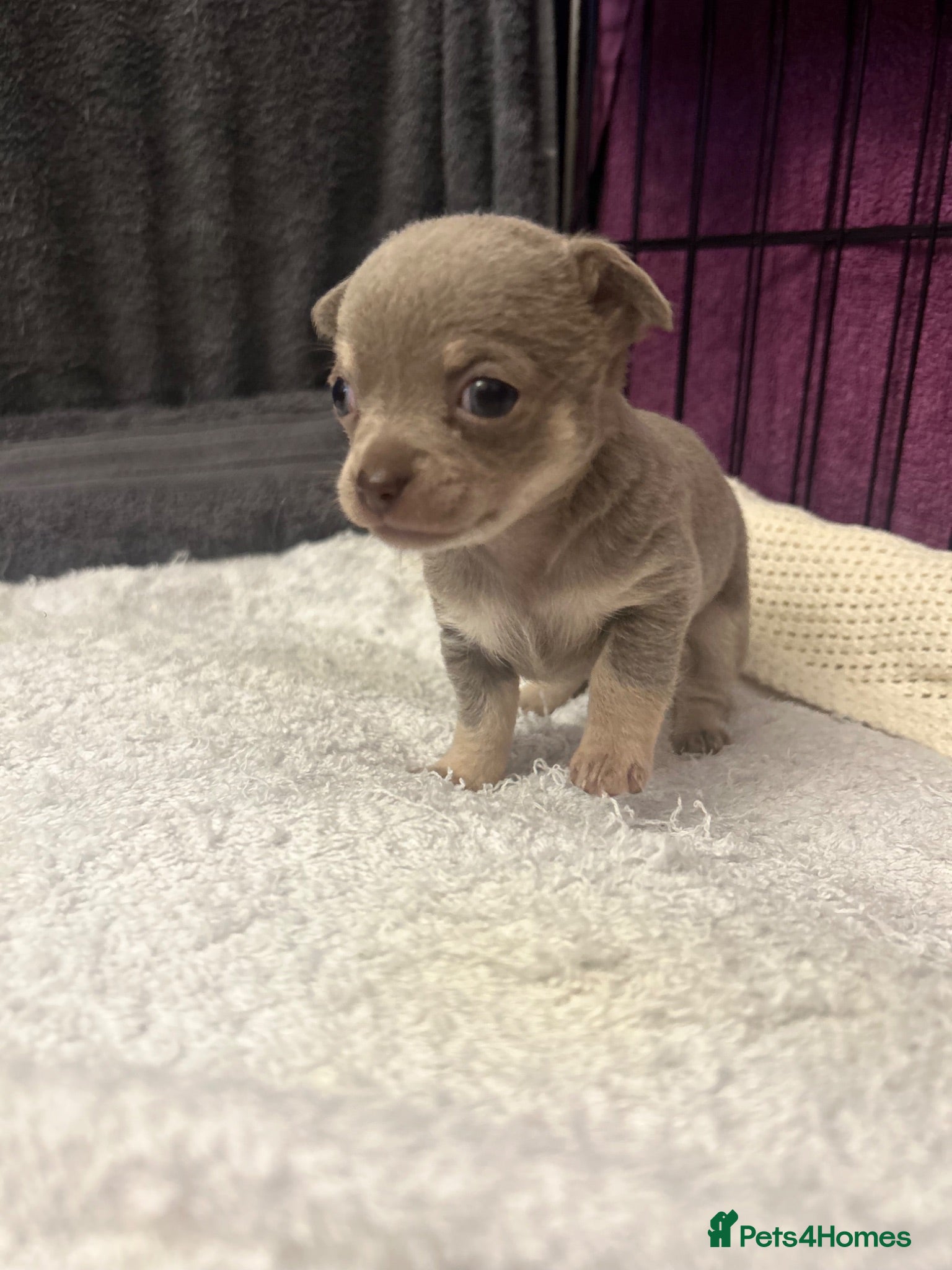 Chihuahua dogs 4 stunning chihuahua puppies 🤎 - Advert 2
