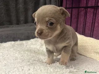 Chihuahua dogs 4 stunning chihuahua puppies 🤎 - Advert 15