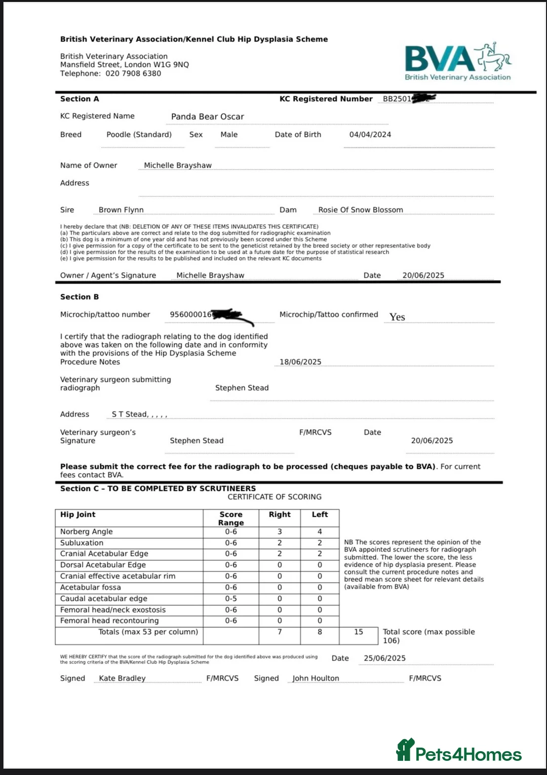 Standard Poodle dogs for stud: Brown & white parti standard poodle  - Advert 18