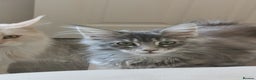 Maine Coon cats for sale: Full pedigree Maine Coon kittens for sale  - Advert 5