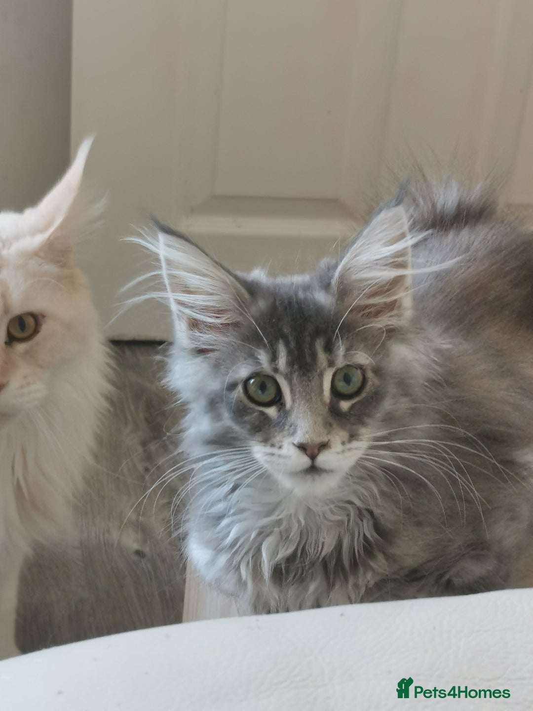 Maine Coon cats for sale: Full pedigree Maine Coon kittens for sale  - Advert 5