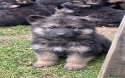 German Shepherd dogs for sale: Ready to leave 🐾 GSD Puppies - Image 4