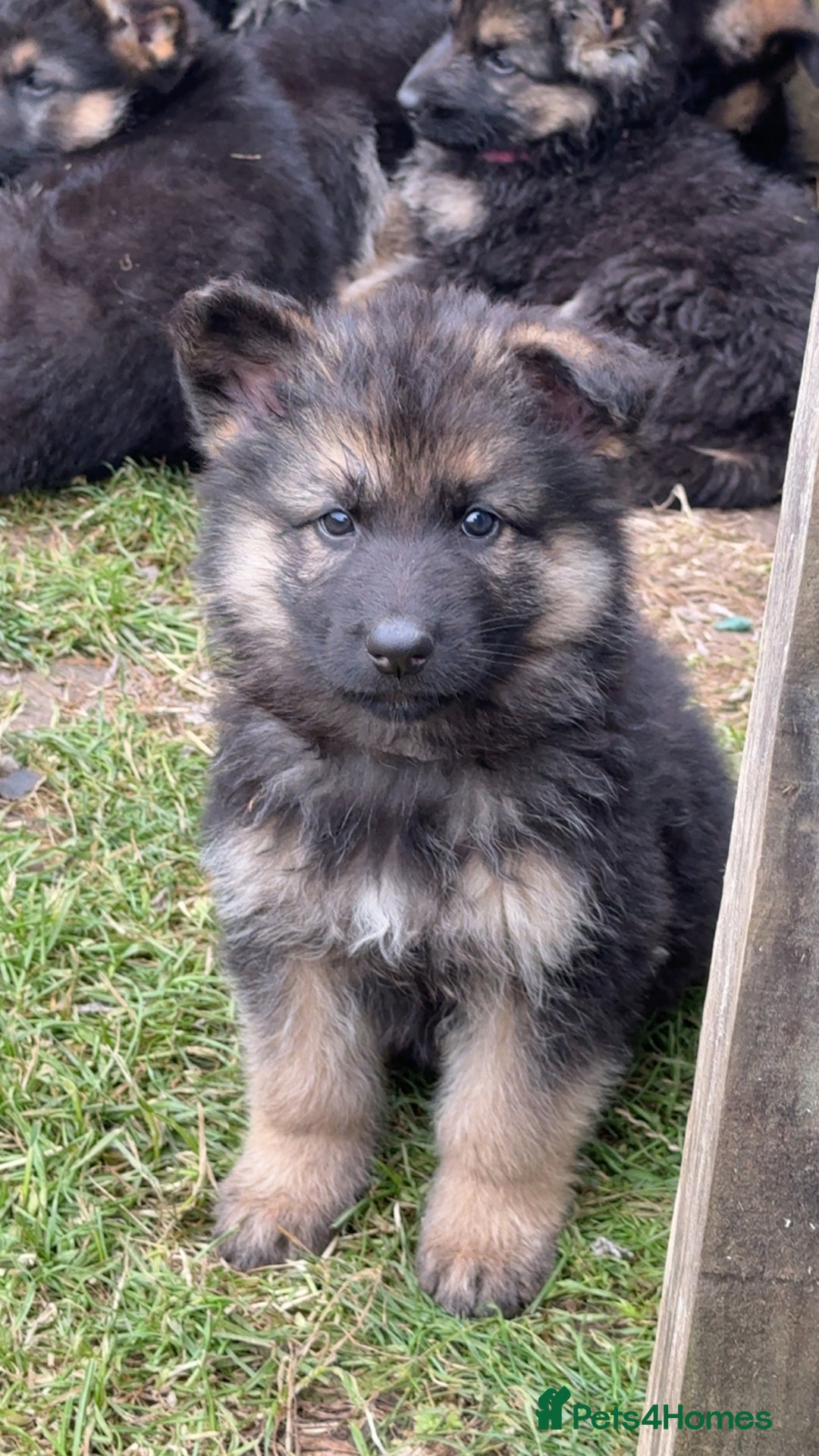 German Shepherd dogs for sale: Ready to leave 🐾 GSD Puppies - Image 4