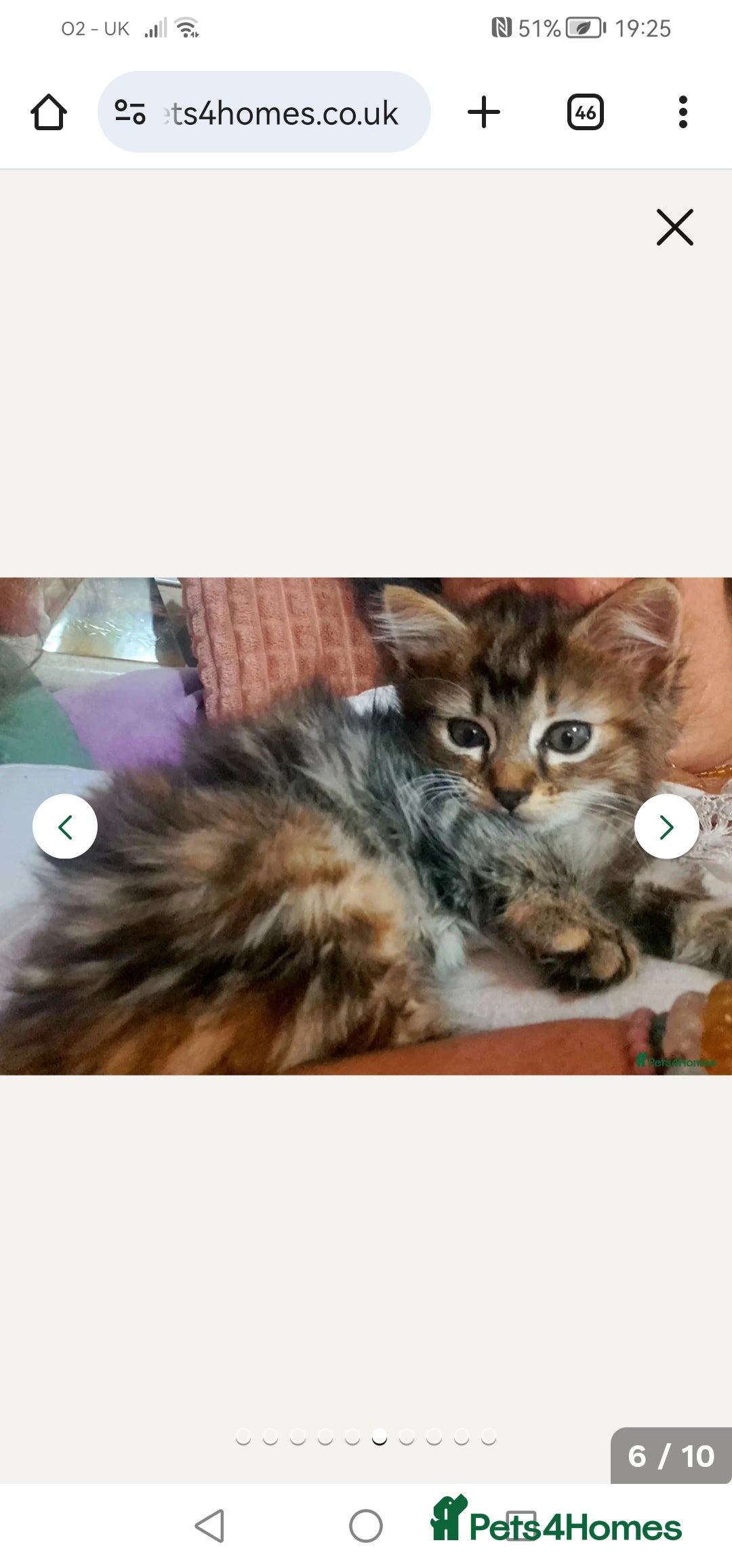 Mixed Breed cats for sale: Beautiful bengal Norwegian forest kitten  - Advert 1