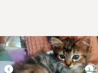 Mixed Breed cats Beautiful bengal Norwegian forest kitten - Advert 2