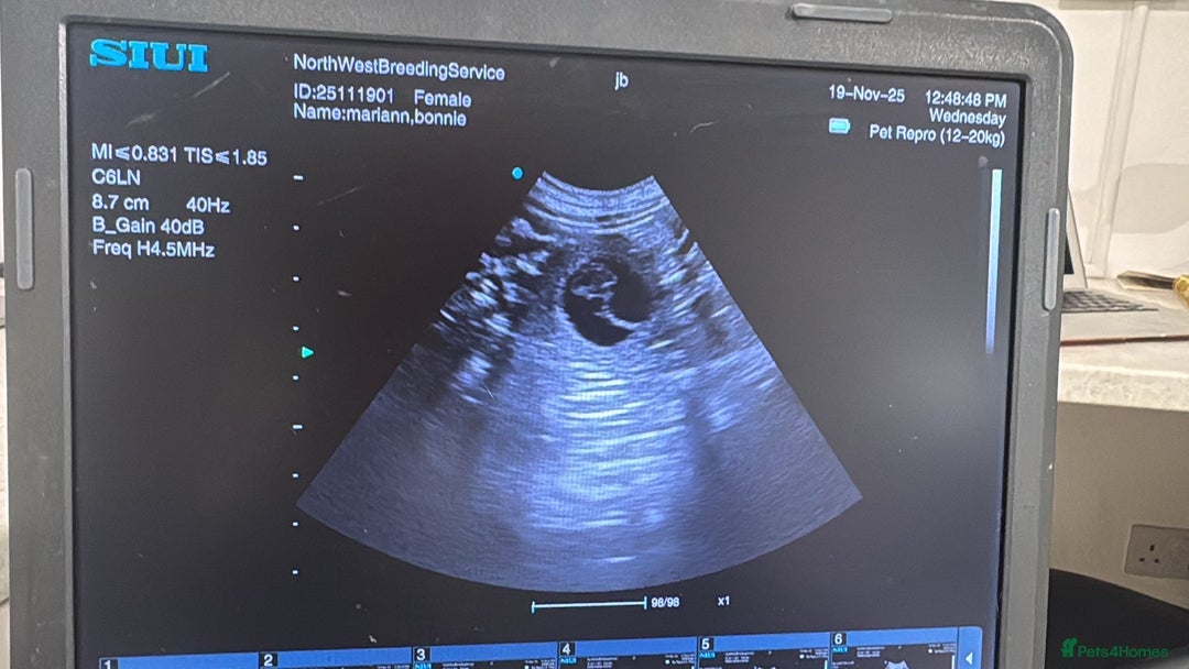 Golden Retriever dogs for sale: Beautifully Coloured Golden Retriever Puppies - Advert 4