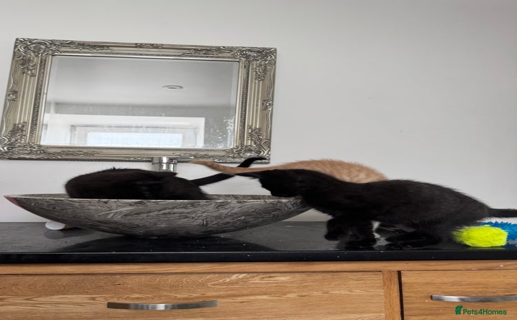 British Shorthair cats - Advert 7