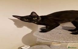 Mixed Breed cats for sale: Midnight  - Image 4