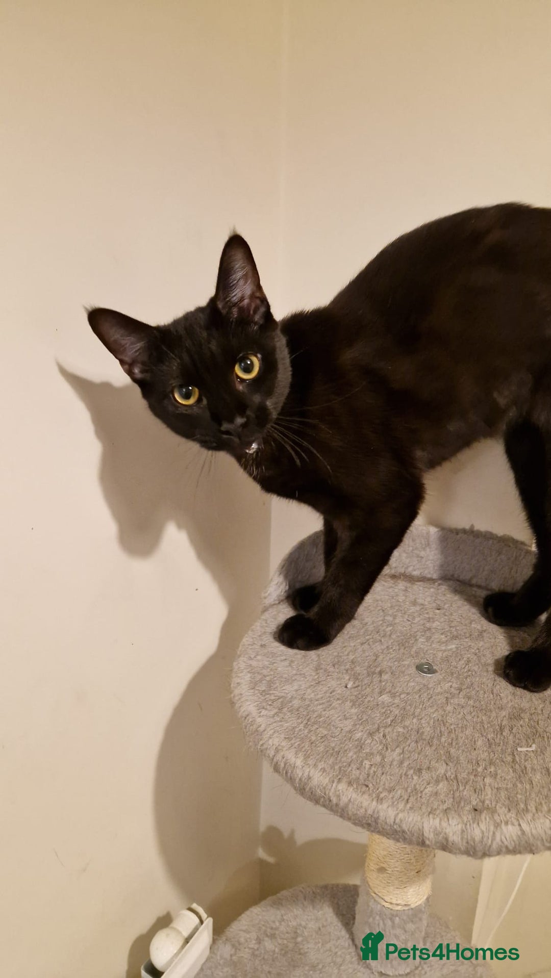 Mixed Breed cats for sale: Midnight  - Image 4
