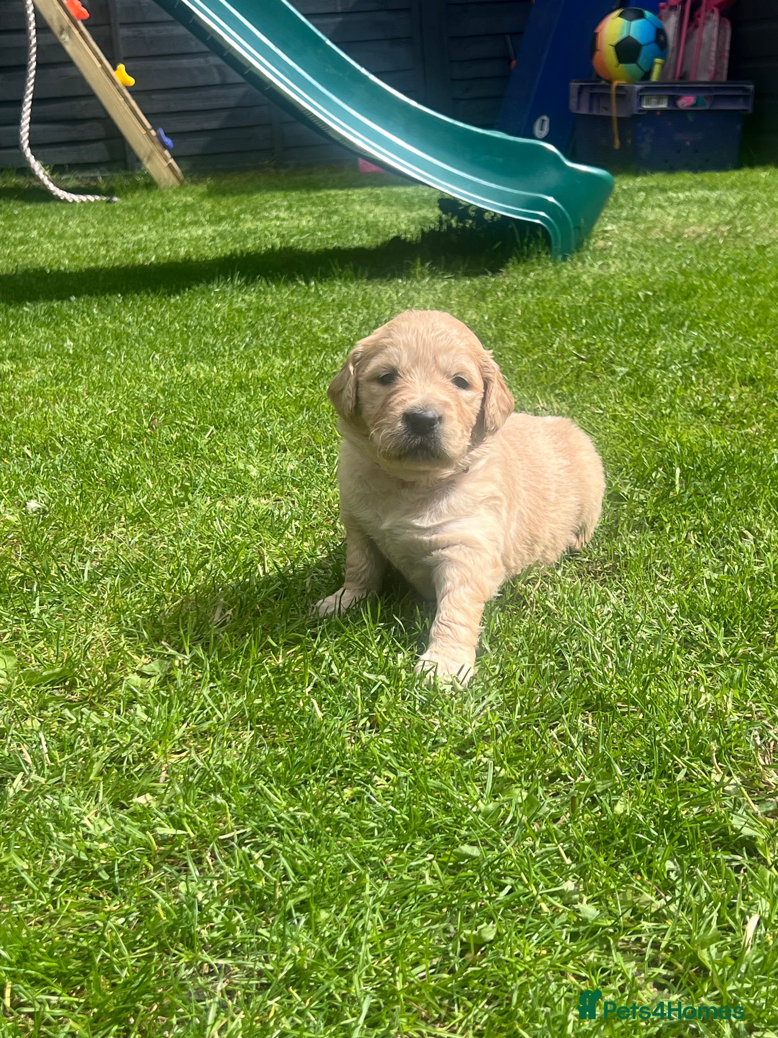 Golden Retriever dogs Male Golden Retriever puppy  - Advert 3