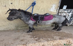 Shetland pony horses for sale: Beautiful 7,2h Mini shetland Gelding  - Image 10