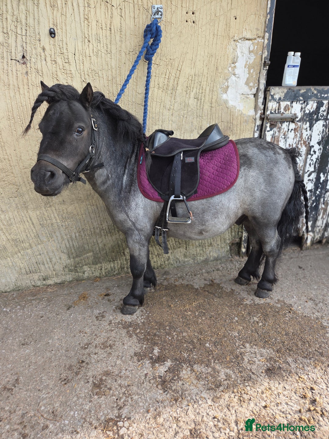 Shetland pony horses for sale: Beautiful 7,2h Mini shetland Gelding  - Image 10