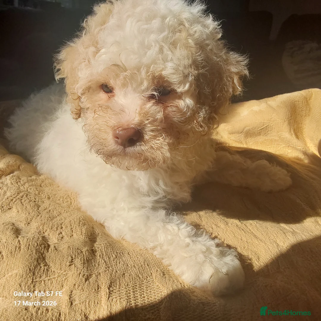Lagotto Romagnolo dogs for sale: Adorable Lagotto Romagnolo Female Puppy For Sale - Advert 1