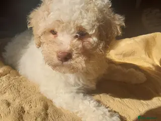 Lagotto Romagnolo dogs Adorable Lagotto Romagnolo Female Puppy For Sale - Advert 1