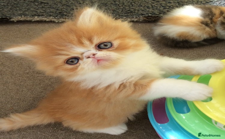 Exotic cats - Advert 2