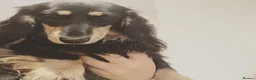 Miniature Dachshund dogs for sale: Beautiful Black & Tan Girl Long Haird Available  - Advert 8