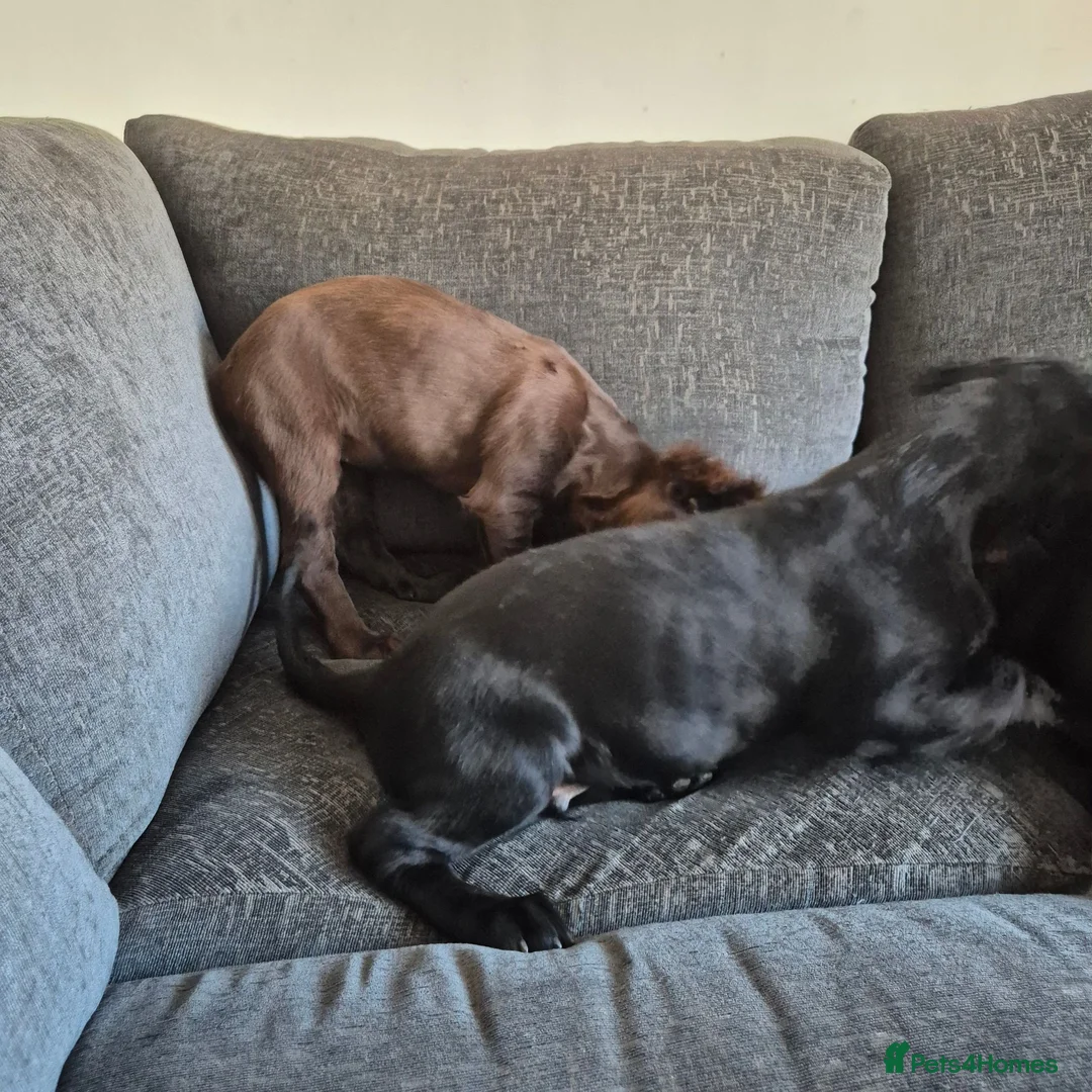 Cocker Spaniel dogs for sale: Cocker spaniels  - Advert 2