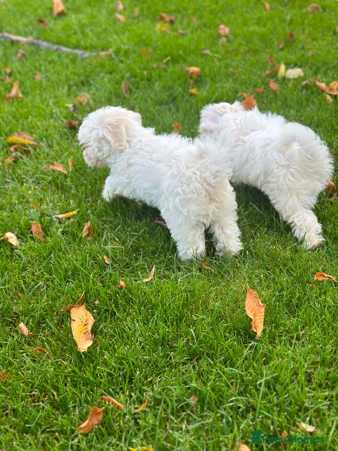 Bichon Frise dogs for sale: Two small Bichon Frise ready for their new home - Image 15