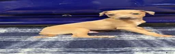 Italian Greyhound dogs for sale: The Most AMAZING colours! - Advert 8