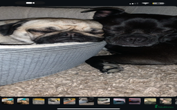 Pug dogs for sale: Chug and pug  - Image 3