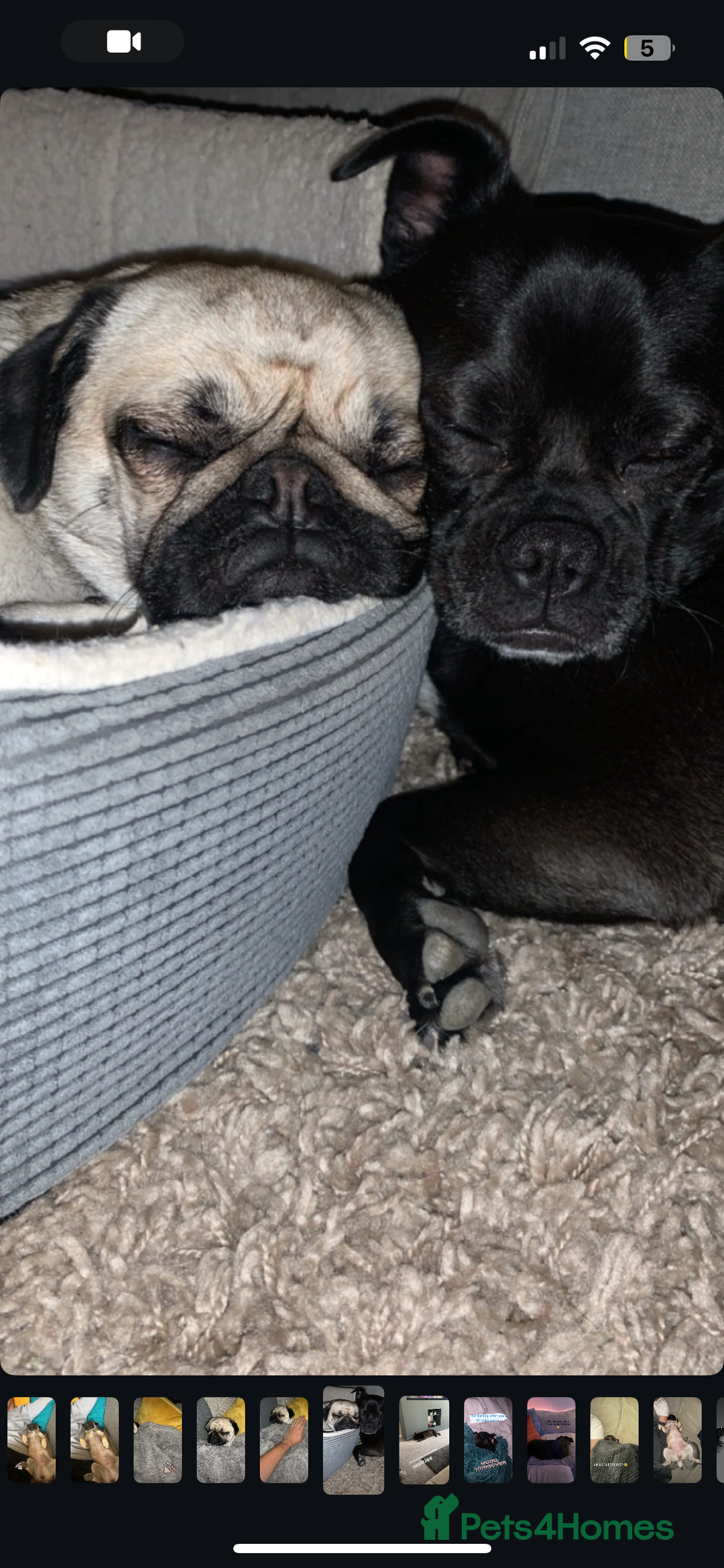 Pug dogs for sale: Chug and pug  - Image 3