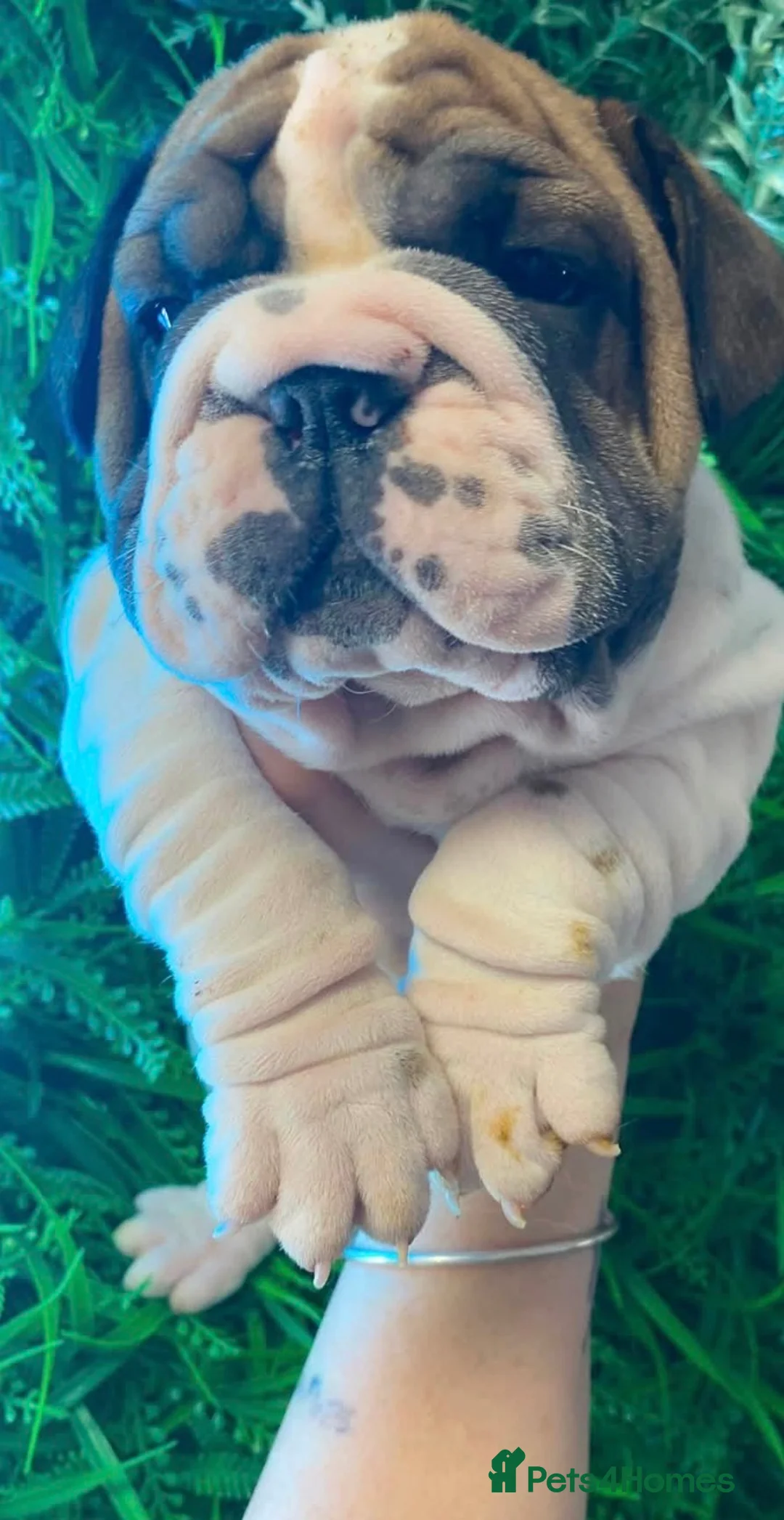 English Bulldog dogs for sale: English bull dogs  - Advert 1
