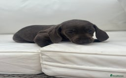 Miniature Dachshund dogs for sale: Beautiful babies - Image 4