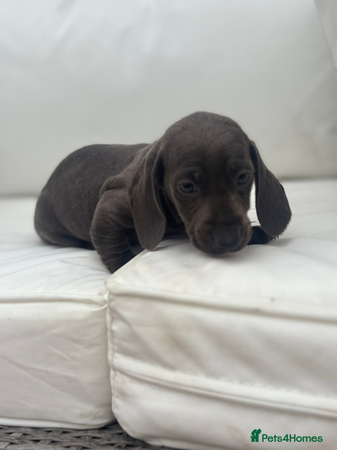 Miniature Dachshund dogs for sale: Beautiful babies - Image 4