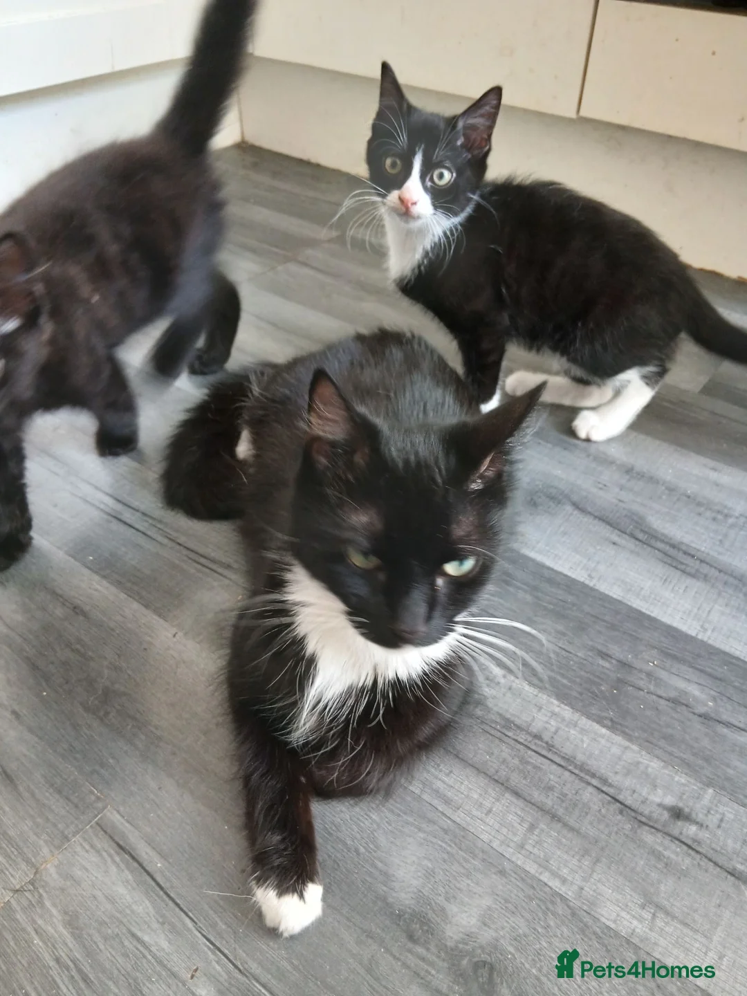 Mixed Breed cats for sale: Cute Kittens - Advert 2