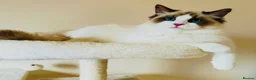 Ragdoll cats for sale: Gorgeous seal bi colour GCCF registered 💙 - Advert 12